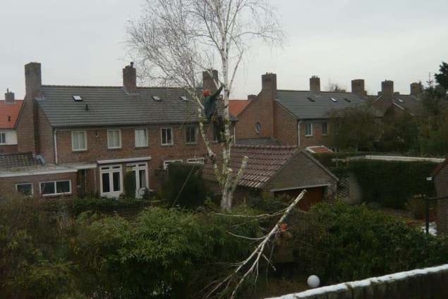 weghalen van een boom, verwijderen en kappen van bomen in Oss